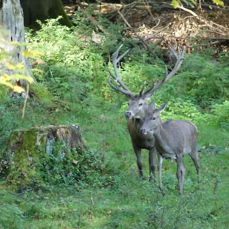 Nocleg ze śniadaniem Gaestehaus Koehler Waldsolms